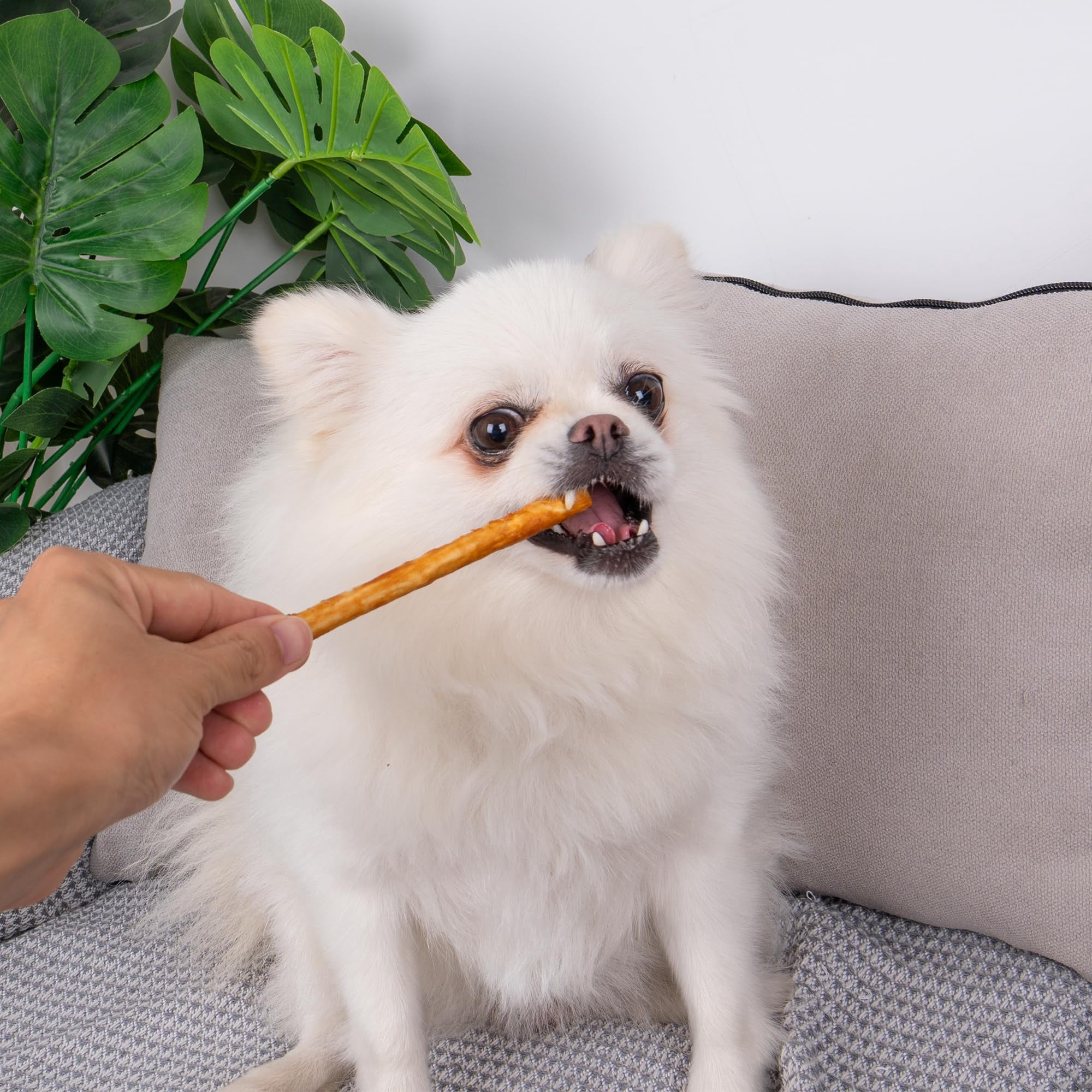 MON2SUN Chicken Collagen Sticks Small Dog Treats, 21.16 oz (75 Count)