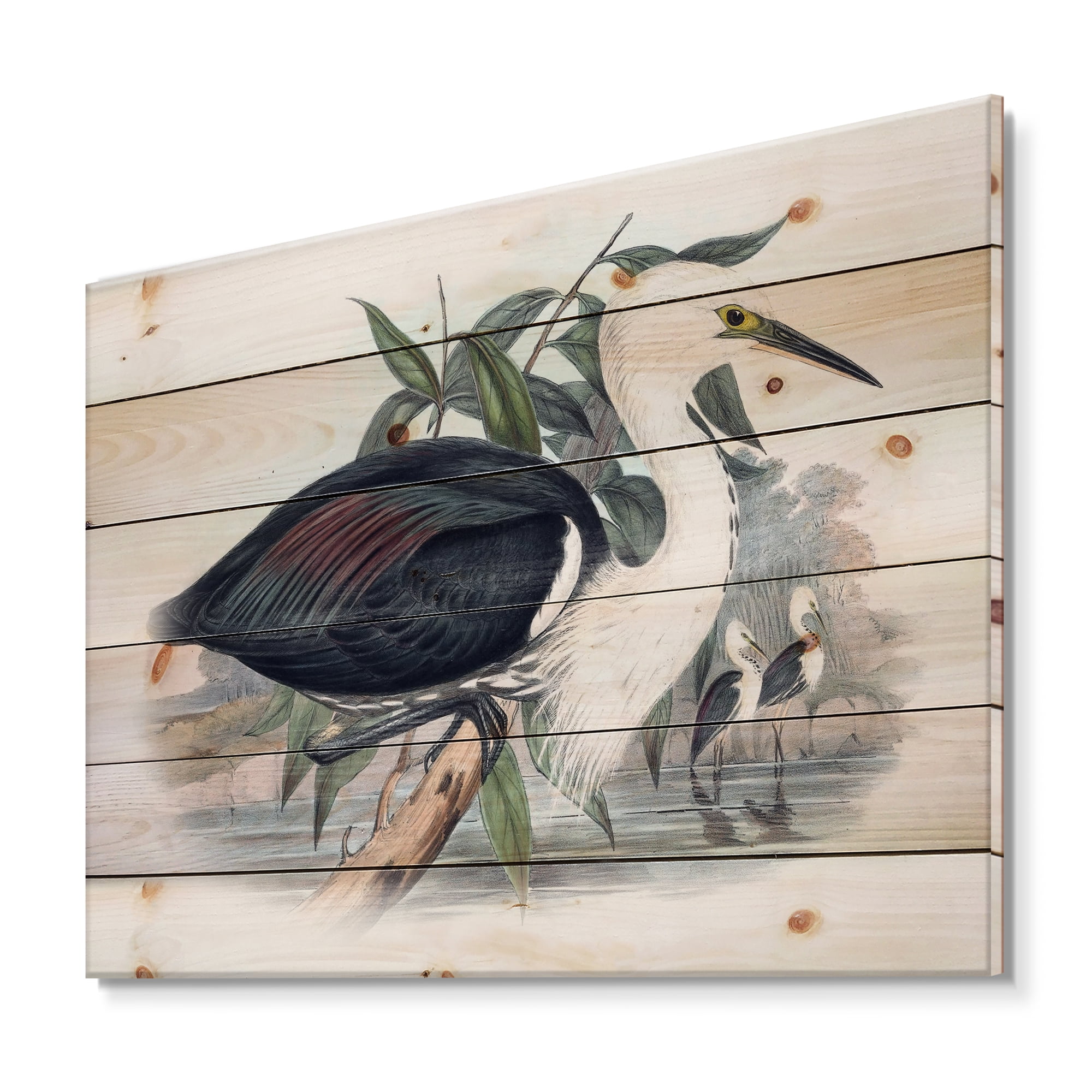 Designart 'Ancient Birds Of Australia' Traditional Print on Natural Pine Wood