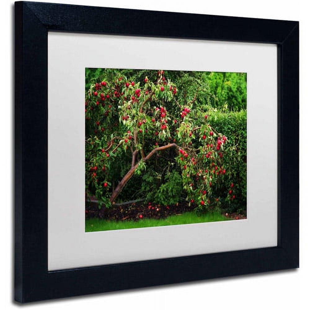 Trademark Fine Art "The Apple Tree" Canvas Art by Philippe Sainte-Laudy, White Matte, Black Frame