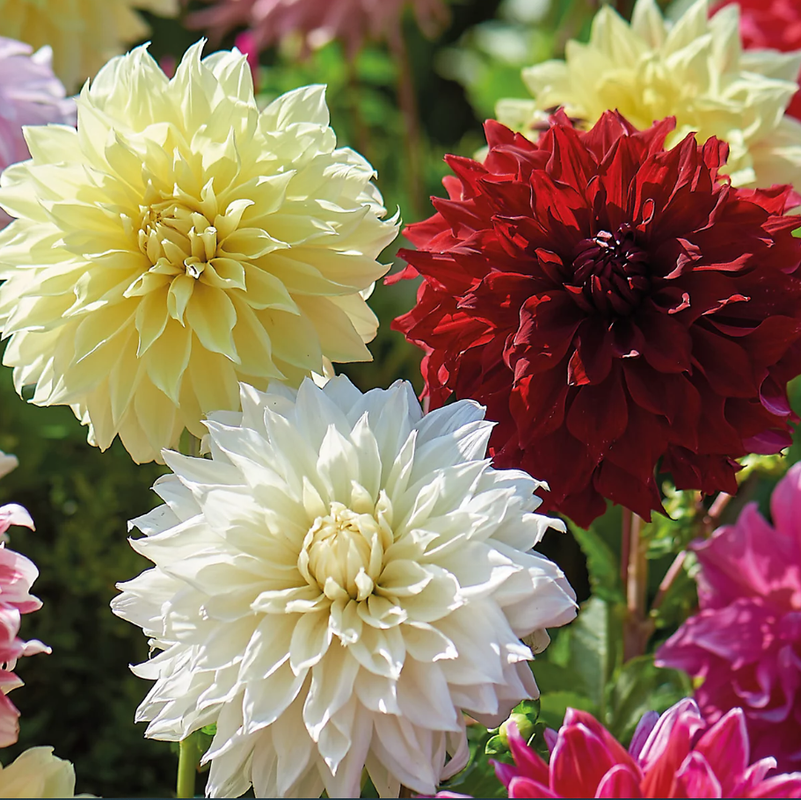 40 Dahlia Seeds Pack - Ultimate Dinnerplate Collection - Pollinator Friendly - Heirloom Flower Seeds Mix for Gardens
