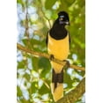 thumbnail image 2 of Jaynes Gallery 11x14 Gold Ornate Wood Framed with Double Matting Museum Art Print Titled - Argentina-Iguazu Falls National Park Plush-crested jay in tree, 2 of 4