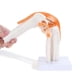 thumbnail image 1 of Anatomical Knee Joint with Ligaments Model, Human 1:1 Life Size, for Science Classroom Study, Displ, 1 of 5