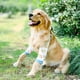 thumbnail image 5 of Mangas de recuperación para perros, traje de recuperación para perros resistente a la abrasión, las heridas de las mascotas evitan lamer, morder, mantener seco (2XL,), 5 of 5