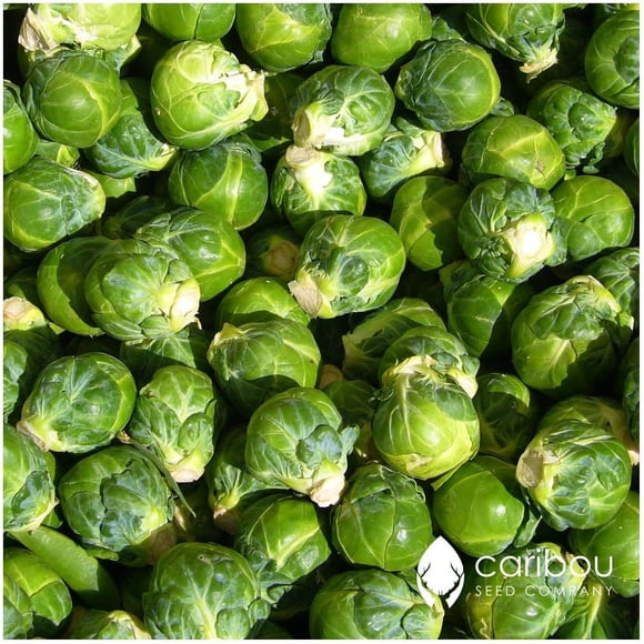 GSDWIUEW Catskill Brussel Sprouts 50-60 Heirloom Seeds-, Organic Seed
