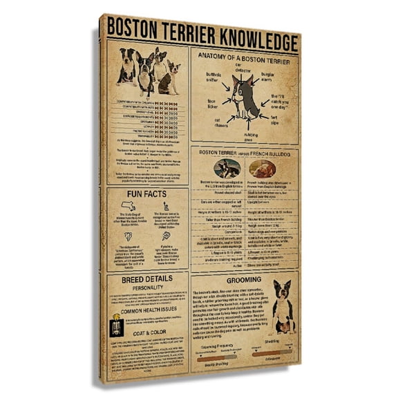 Boston Terrier Dog Knowledge Poster Educational Wall Art Infographic Posters And Prints Paintings for Living Room Decorative Canvas Decoration Printing Pictures Unframed 12×18 in