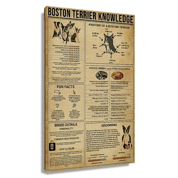 Boston Terrier Dog Knowledge Poster Educational Wall Art Infographic Posters And Prints Paintings for Living Room Decorative Canvas Decoration Printing Pictures Unframed 16×24 in