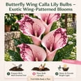 thumbnail image 5 of Calla Lily Bulbs,Low Maintenance - Easy Grow - Ideal For Beds Borders, Plant Pots & Planters, 5 of 5