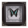 thumbnail image 2 of ColoMX Marco de exhibición de mariposa auténtico, hecho a mano, mariposa real, arte enmarcado, marco de exhibición de espécimen de mariposa, marco decorativo de exhibición de mariposa real, 2 of 7