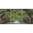 BLACK, variant on wall26 Framed Canvas Print Wall Art Set Path Through The Hanging Tree Archway Nature Wilderness Photography Realism Contemporary Colorful Ultra for Living Room, Bedroom, Office - 16"x24"x3