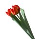 thumbnail image 2 of Gwong Decoración hogareña 1 Ramo Lustroso Floya Falsable Flexible Color Brillante 3 Cabezal Túres Real Tulipanes Artificiales Decoración para el hogar Gwong 21082907, 2 of 6