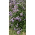 thumbnail image 2 of Highmith, Carol 18x32 White Modern Wood Framed Museum Art Print Titled - Spring flowers in Big Thicket National Preserve, 2 of 4