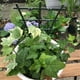 thumbnail image 3 of Soporte de plástico para plantas - Estante apilable para enredaderas de tomate y pepino, paquete de 1, 3 of 5