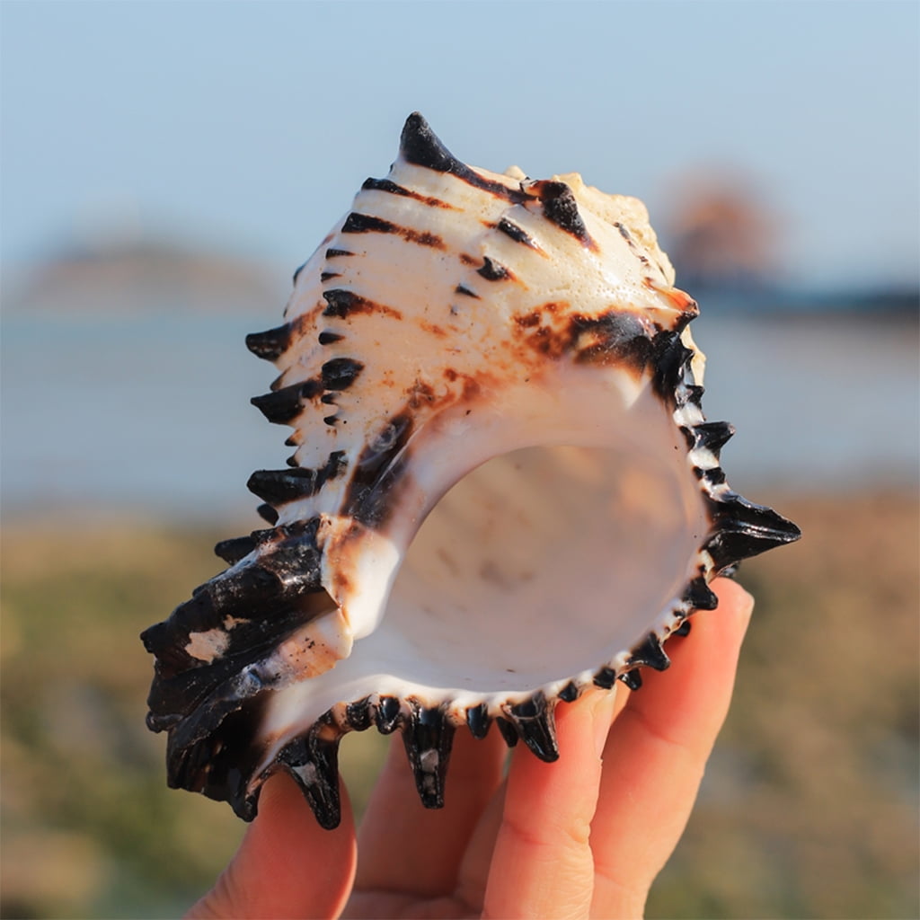 Coquillages Naturels Et Coquilles Du Japon - Lots Pour Art Et Artisanat (bivalves, Conques)