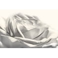 thumbnail image 2 of Deiter, Lori 32x23 Black Ornate Wood Framed with Double Matting Museum Art Print Titled - Rose III, 2 of 4