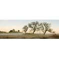 thumbnail image 2 of Blaustein, Alan 14x7 Gold Ornate Wood Framed with Double Matting Museum Art Print Titled - Oak Tree - 32, 2 of 4