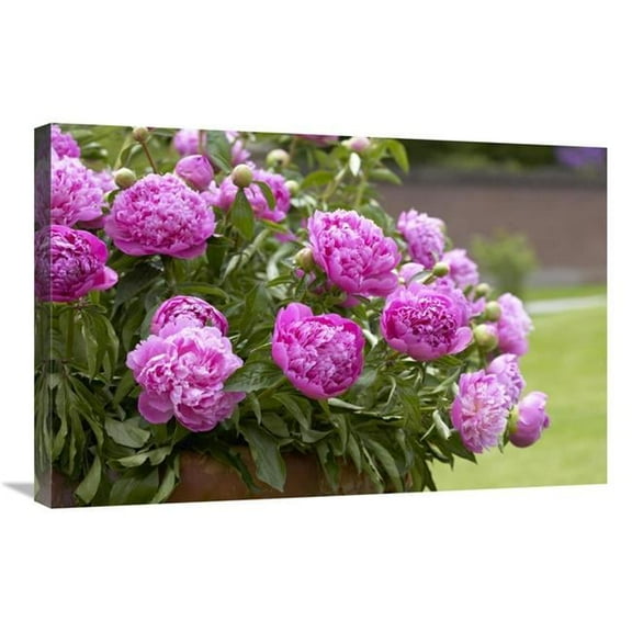 20 x 30 in. Peony Double Pink Variety Flowers Art Print - Visionspictures