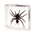 thumbnail image 1 of Ed Speldy East DD30S Décoration de Bureau Réelle-Petite-Tarantule, 1 of 4