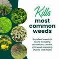 thumbnail image 6 of Sunday Dandelion Doom Lawn-Safe Weed Killer, Selective Herbicide, 224 sq ft, 1 Gal, 128 fl oz, 6 of 7