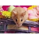thumbnail image 1 of Taladro Diamante Pintura (DE5041) DIY Redondo Completo Lindo Hamster Rhinestone Craft (LD504) 40x50cm Hugtrwg Para estrenar, 1 of 1
