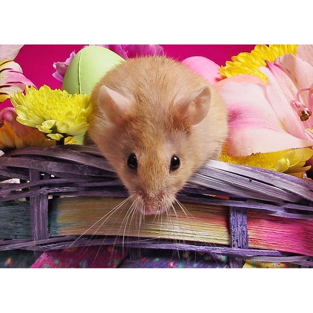 Taladro Diamante Pintura (DE5041) DIY Redondo Completo Lindo Hamster Rhinestone Craft (LD504) 40x50cm Hugtrwg Para estrenar