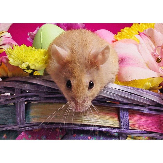 Taladro Diamante Pintura (DE5041) DIY Ronda Completa Lindo Hamster Rhinestone Craft (LD504) 30x40cm FLhrweasw Nuevo