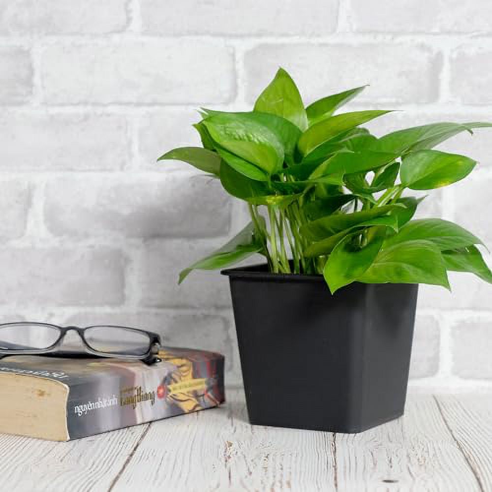 6.3" Square Nursery Plant Pot, Garden Plastic Pots with Drainage (5 pack)