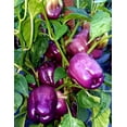thumbnail image 5 of Sweet Lilac Purple Bell Pepper Seeds for Planting, 50+ Heirloom Seeds Per Packet Non GMO Seeds, Scientific Name Capsicum annuum, Great Home Garden Gift, 5 of 8