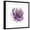 Black Frame, variant on Art.com Watery Plum Bloom 1 Art Print by Sandra Smith, 16" x 16"