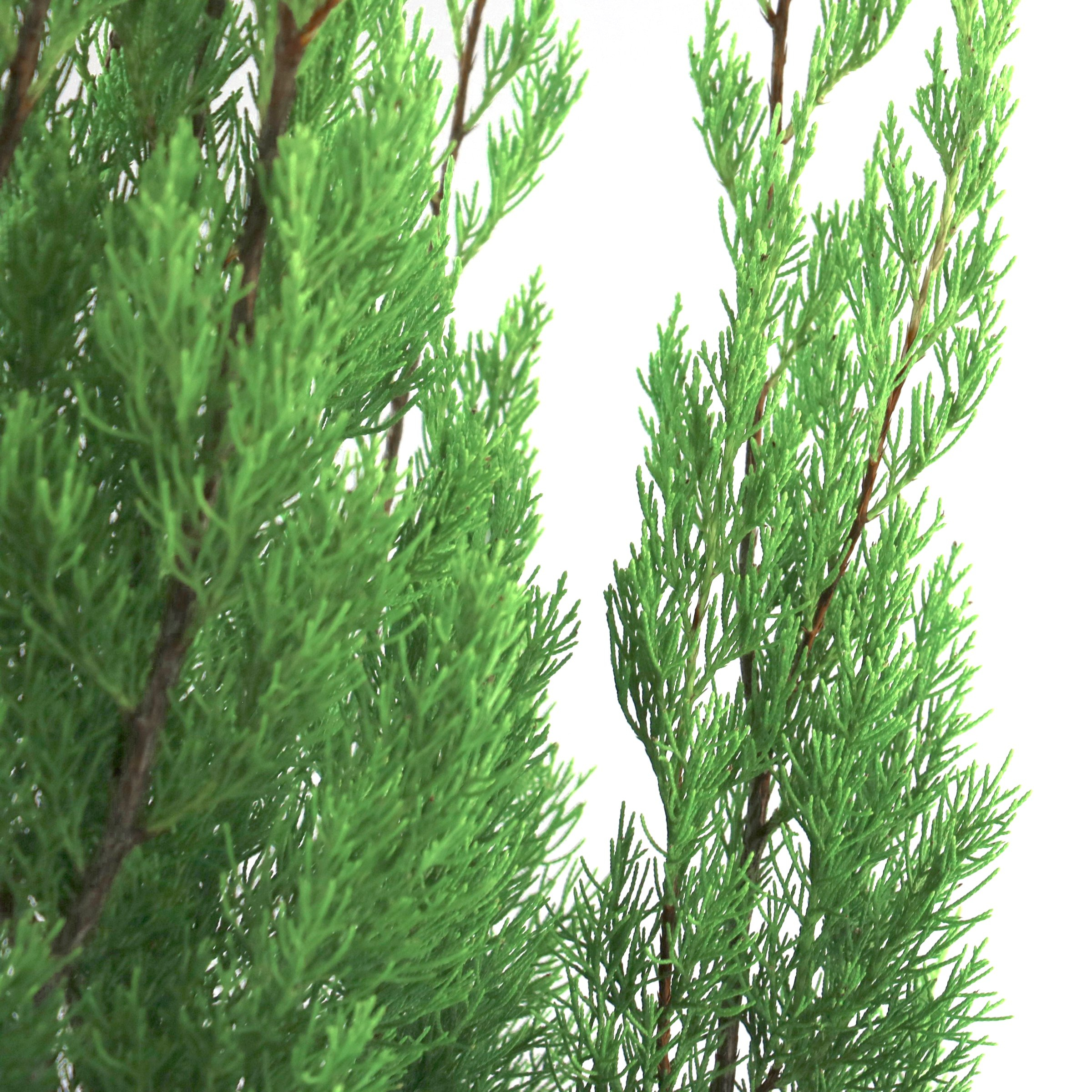 National Plant Network 3 gal. Juniper Brodie Live Shrub