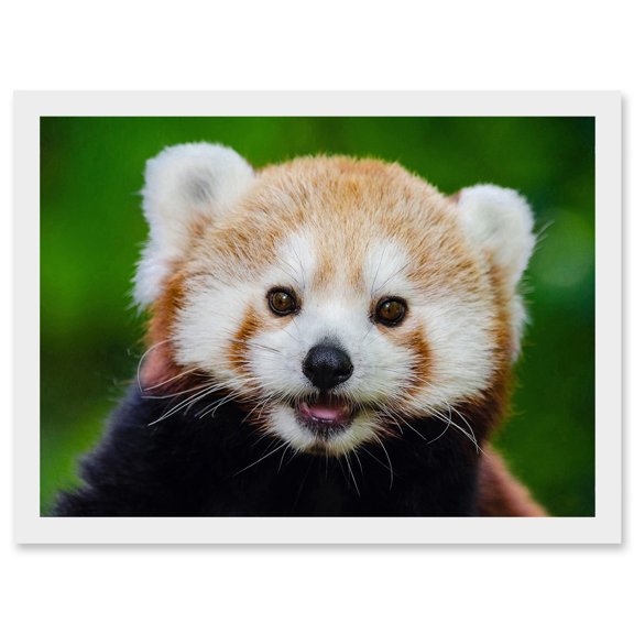 Cute Animal Photo Red Panda Bear Cat Portrait Artwork Framed Wall Art Print A4