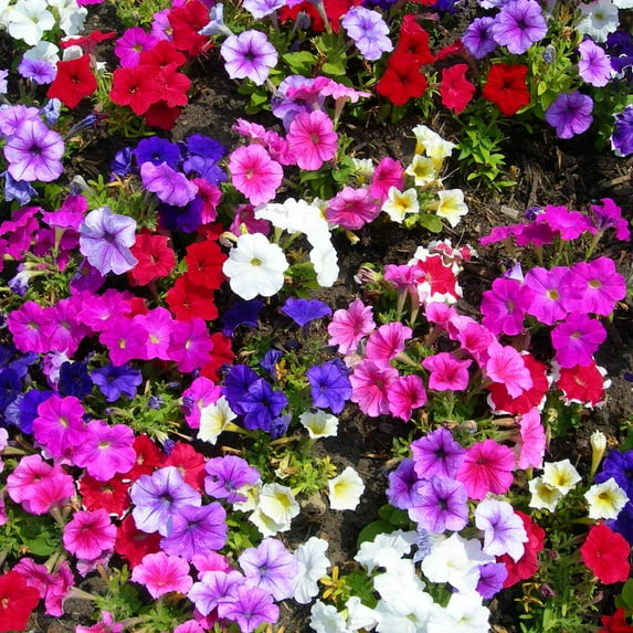 Petunia - Madness Series Flower Garden Seed - 1000 Pelleted Seeds - Moonlight mix Blooms - Annual Flowers - Single Floribunda Petunias