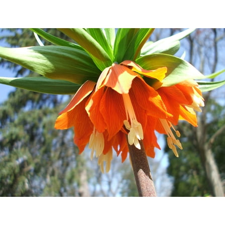 Fritillaria Imperialis Rubra Maxima Orange-red Flowers- 1 Bulbs