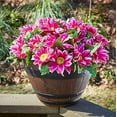 thumbnail image 4 of Southern Patio 13'' Inch Drake Barrel 5 Pack, 4 of 4