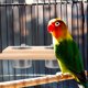 thumbnail image 3 of Percha de madera para loros, comedero, bebedero, jaula para loros, comederos dobles de metal., 3 of 8