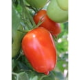 thumbnail image 2 of RedCrocus San Marzano Heirloom Tomato- Ideal for Sauces & Salads, Full Sun, Container & Garden, Attracts Pollinators, Supports Indoor & Outdoor Growing 4" Pot (Pack of 5), 2 of 20