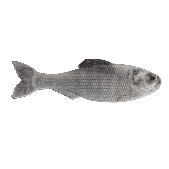 6th Sense Panorama 5.0 Soft Swimbait Bass and Crappie Fishing Lure Mid-Size Forage Imitator