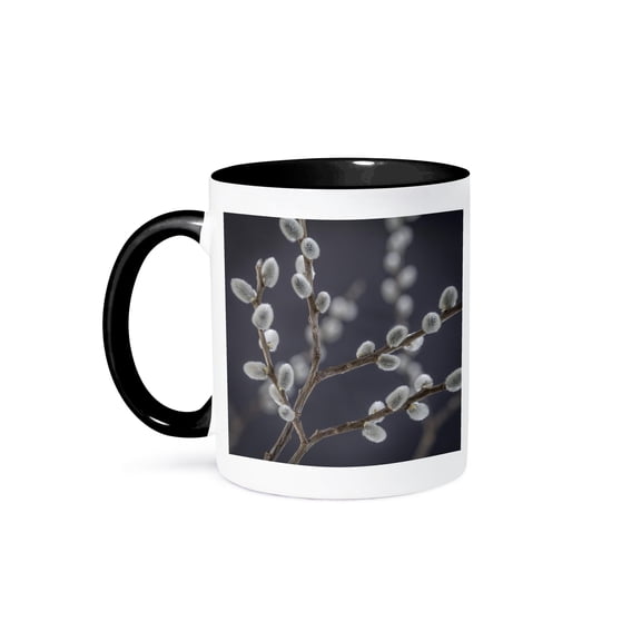 3dRose, USA, Washington State, Seabeck. Close-up of pussy willows., 11oz Two-Tone Black Mug