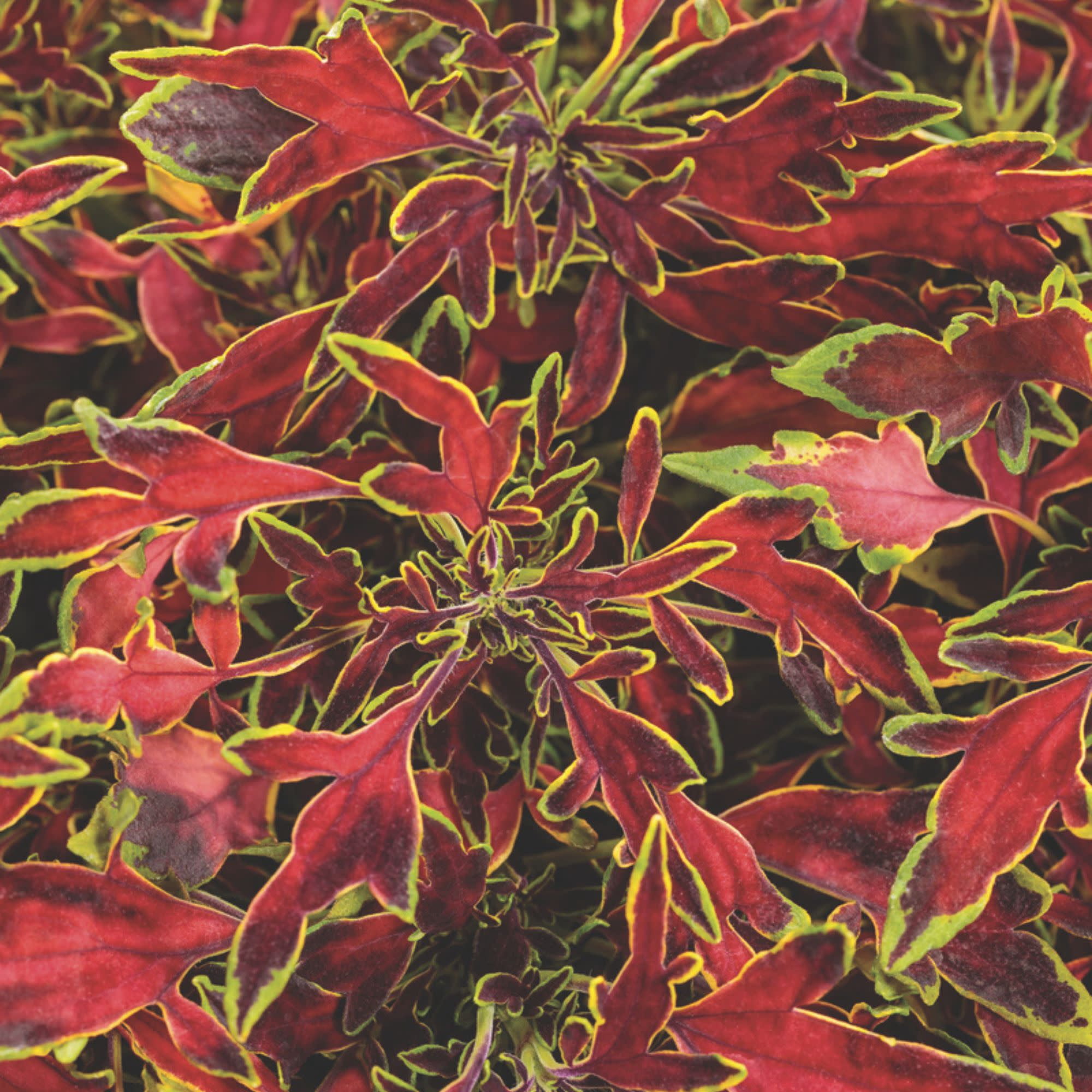 Proven Winners 4" Orange ColorBlaze Mini Me Watermelon Coleus Live Plant in 4.25" Pot (4 Count)