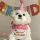 thumbnail image 3 of Set De Cumpleaños Collar Sombrero Para Gato Perro Ropa, 3 of 3