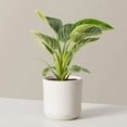 thumbnail image 4 of Philodendron Birkin Live Plant for Indoor | Different Houseplants in 4'' & 6'' Pot | Real House Plant for Living Room, Office, Desk & Bathroom | Birkin, 4 of 6