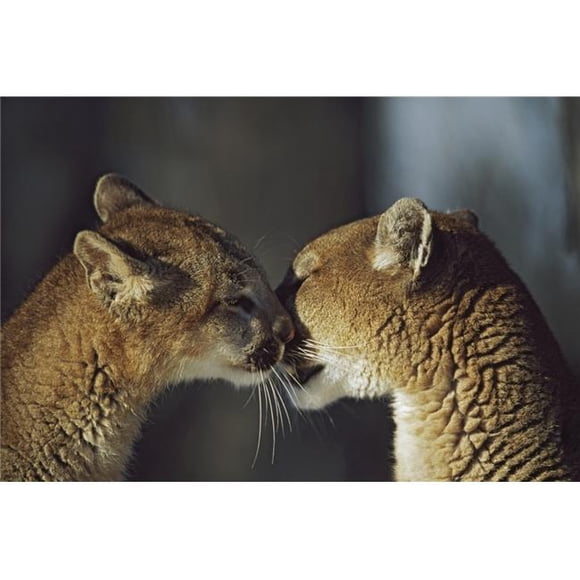 Mountain Lion Felis Concolor Cub Nuzzles Mothers Face - Montana USA Poster Print, 38 x 24