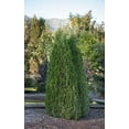 thumbnail image 1 of CEDAR Tree, 1 of 2