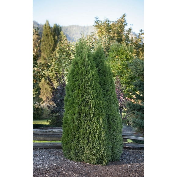 CEDAR Tree