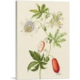 thumbnail image 1 of ARTCANVAS Passion Flower Canvas Art Print by Maria Sibylla Merian - Size: 26" x 18" (0.75" Deep), 1 of 9
