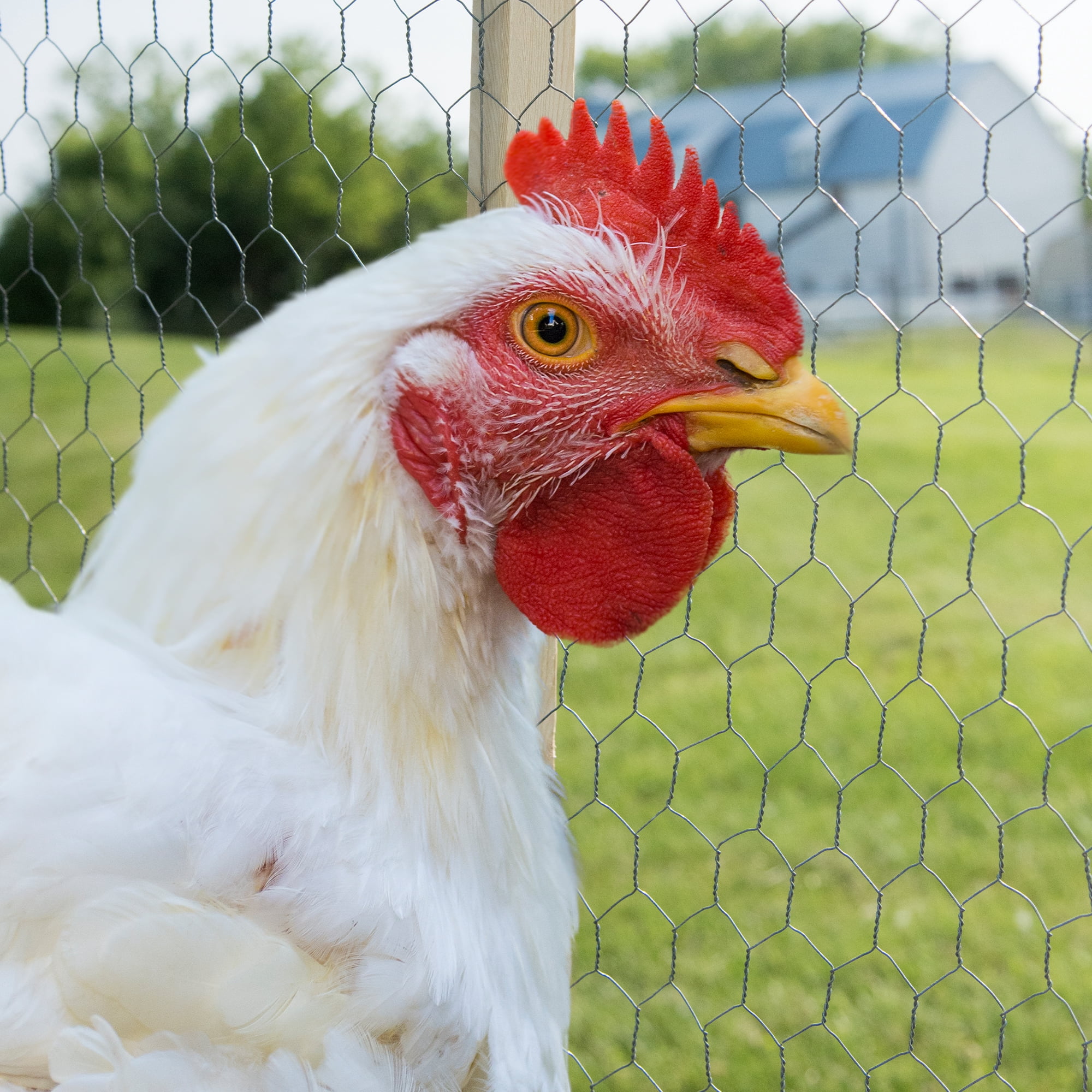 YardGard 12" x 150’ 1 inch Mesh Hexagonal Poultry Netting Wire Fence