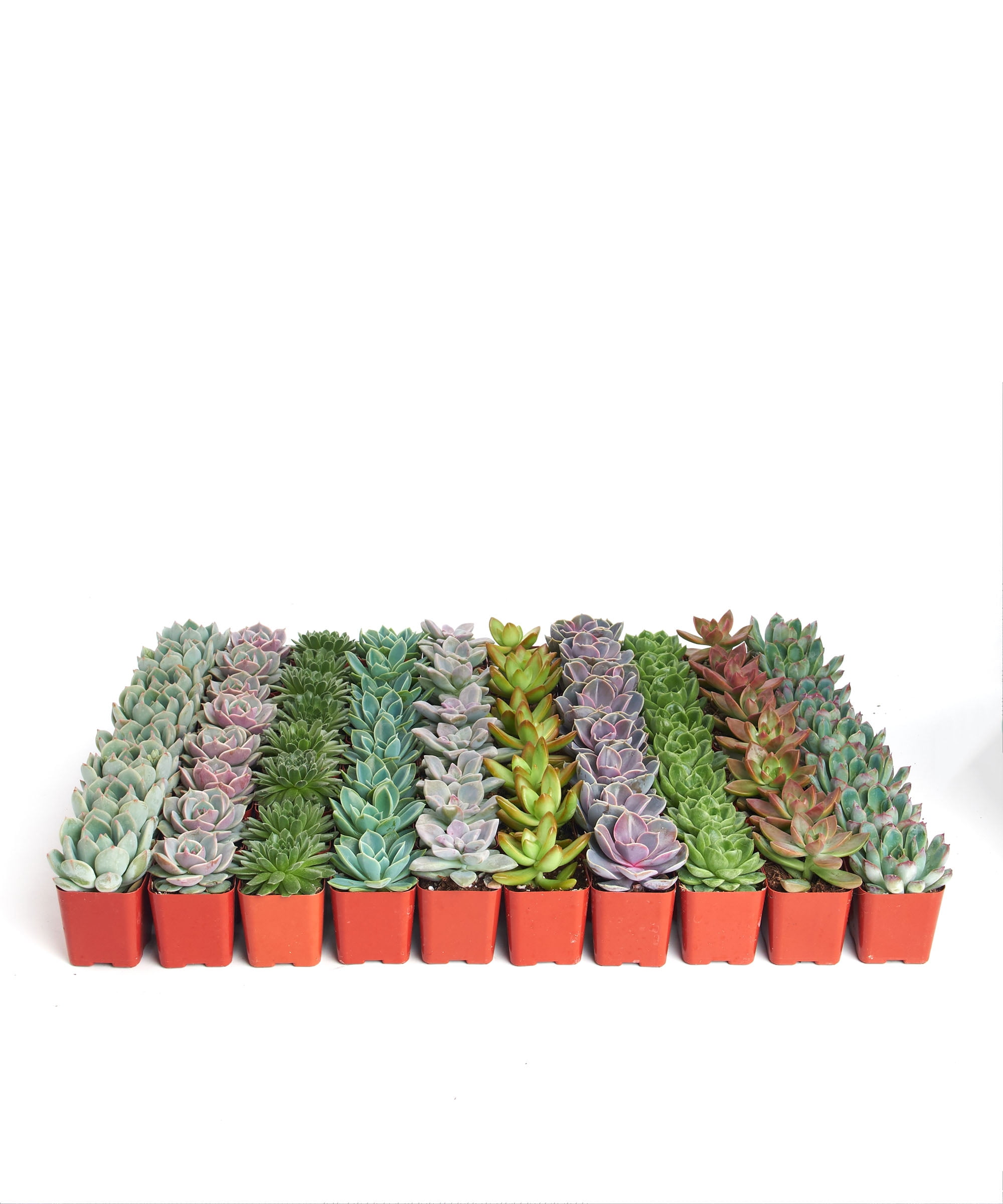 Home Botanicals 2" Tall Rosette Succulent in Pot (64 Count), Live Indoor