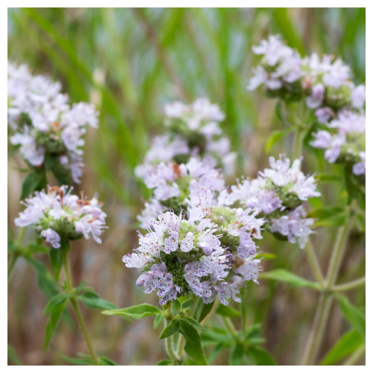 Everwilde Farms - 1 oz Hairy Mountain Mint Native Wildflower Seeds - Gold Vault Bulk Seed Packet