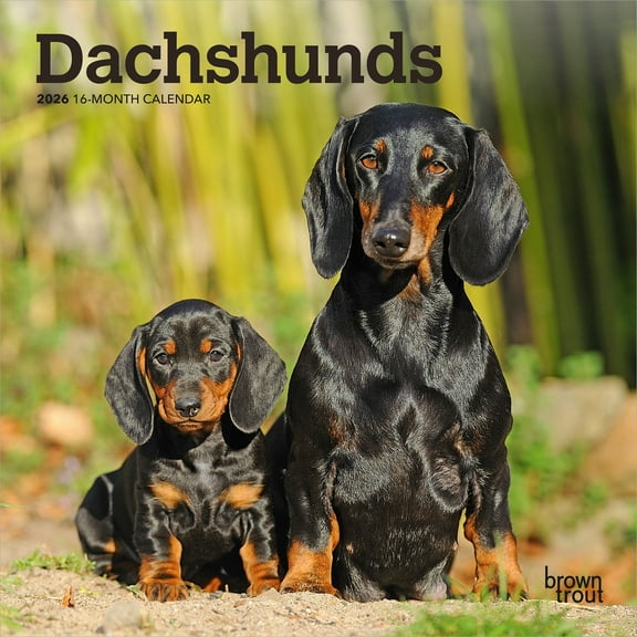 Dachshunds | 2026 7x14" (Hanging) Monthly Mini Wall Calendar | BrownTrout