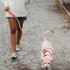 thumbnail image 5 of Correa Para Perros De Tamaño Mediano, Correa Con Cadena Para, 5 of 8