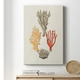 thumbnail image 6 of Knorr Shells & Coral IV Premium Gallery Wrapped Canvas - Ready to Hang, 6 of 9